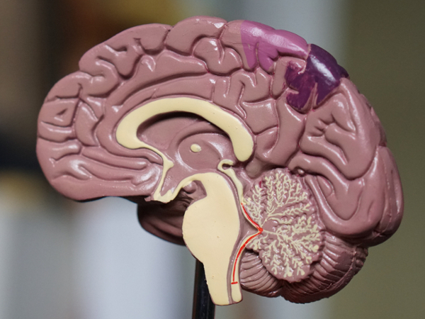 Plastic brain model showing sagittal cross-section