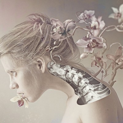 The Beautiful Epiphyte